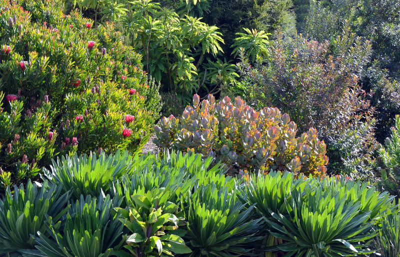 Extra Mature Order Plants Online Tendercare UK Tendercare